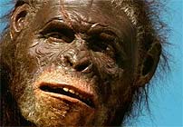 australopithecus afarensis