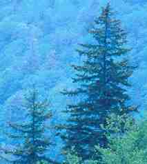Appalachian Forest