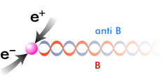 Παραγωγή B και αντι-Β