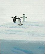 penguins