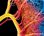 Creating blood vessels is a huge challenge (Image: SUSUMU NISHINAGA/SPL)