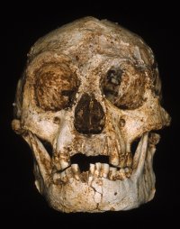 Hobbit skull Hobbit skull