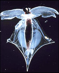 Pteropod mollusc hspace=
