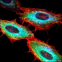 Some are moving away from traditional cell structures