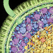 Escherichia coli